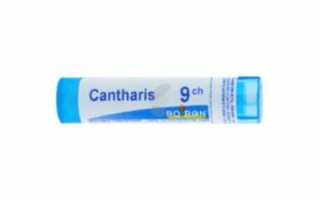 Кантарис (Cantharis) в гомеопатии: показания к применению