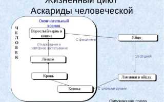 Оплодотворенные и неоплодотворенные яйца аскариды в кале – отличия