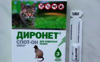 Диронет от глистов для кошек и собак: инструкция по применению, стоимость, аналоги