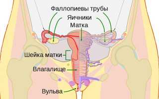 Длина (размеры) шейки матки при беременности по неделям