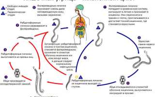 Стронгилоиды: что это за паразиты, какие симптомы и жизненный цикл развития