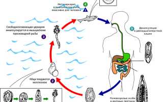 Opisthorchis Felineus: морфология, жизненный цикл, способы лечения и диагностики