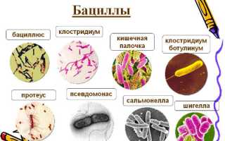 Коккобациллярная флора в мазке у мужчин и женщин, беременных и детей