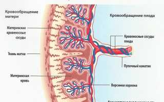 Что такое неиммунная гиперплазия плаценты — лечение при беременности