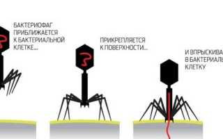 Бактериофаг является внутриклеточным или облигатным паразитом?