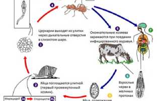 Дикроцелиоз печени: возбудитель и его локализация, симптомы, диагностика и лечение