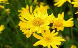 Arnica (арника горная) в гомеопатии