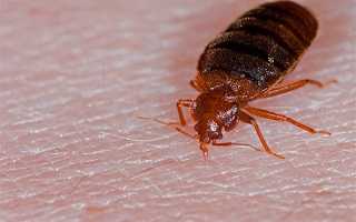 Cimex Lectularius: переносчик, жизненный цикл, возбудитель каких заболеваний