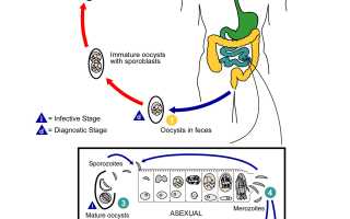Isospora belli: описание, жизненный цикл, пути заражения и методы лечения