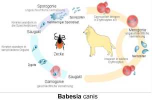 Babesia canis: морфология паразита, жизненный цикл, вызываемые заболевания