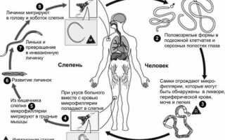 Микрофилярии у человека и животных: симптомы и методы их лечения