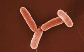 Что вызывает брюшной тиф и как его лечить