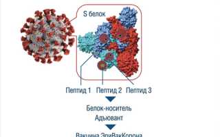 «ЭпиВакКорона»: российская вакцина для защиты от Covid-19