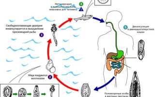 Жизненные циклы паразитов человека и животных: виды и классификация