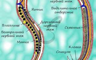 Почему аскариды обладают большой плодовитостью