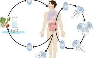 Как обнаружить лямблии в организме у ребенка и взрослого человека, симптомы и диагностика