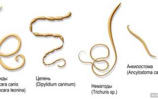 Глисты у лошадей: какие бывают, симптомы, лекарства, как вывести