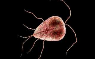 Giardia Lamblia: описание паразита, пути заражения и методы лечения