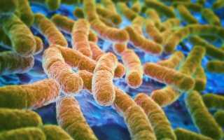 Бродильные бактерии: описание, размножение и значение для человека