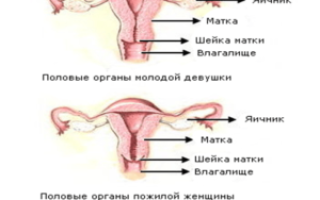 Какое расстояние от влагалища до матки