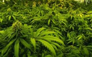 Cannabis Sativa (конопля посевная) в гомеопатии