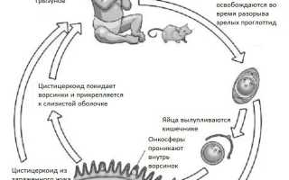Пути заражения крысиным цепнем, а также лечение медикаментозно и народными средствами