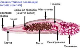 Китайский сосальщик (китайская двуустка): внешний вид, симптомы и лечение