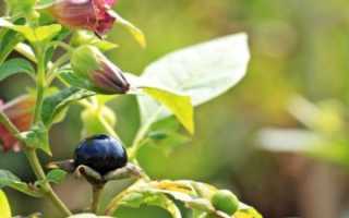Белладонна (Belladonna) в гомеопатии