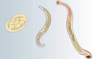 Анкилостомоз у собак: симптомы и причины заболевания, методы лечения