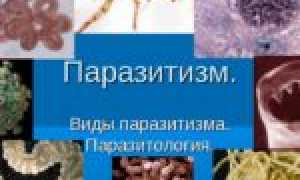 Паразиты в дикой утке: фото червей в птице