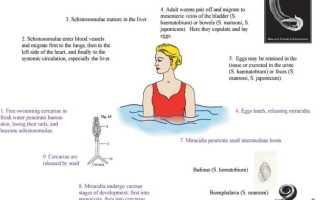 Schistosoma intercalatum: описание, жизненный цикл, пути заражения и лечения