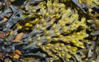 Фукус (Fucus vesiculosus) в гомеопатии: показания к применению