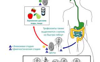 Как передаются лямблии: от ребенка к ребенку, от животных к человеку