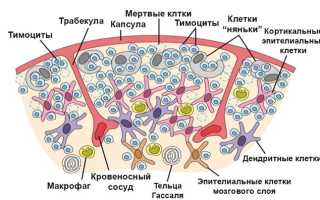 Тимус — где находится вилочковая железа