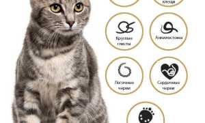 Азинокс от глистов для кошек и собак: инструкция по применению, отзывы