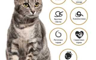 Азинокс от глистов для кошек и собак: инструкция по применению, отзывы