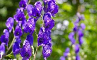 Аконит (Aconitum napellus) в гомеопатии