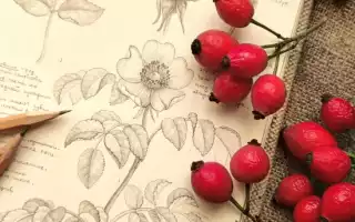 Полезные свойства дикой розы: как использовать шиповник для красоты и здоровья