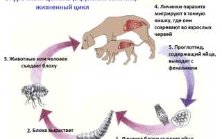 Огуречный цепень у кошек и собак: симптомы и способы лечение дипилидиоза