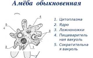 Строение амебы обыкновенной: внешнее и внутреннее с рисунками и подписями