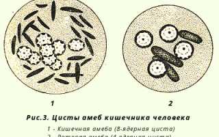 Амеба в кале у взрослого и ребенка: причины возникновения и способы лечения