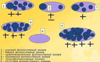 АМГ — норма у женщин по возрасту (таблица)