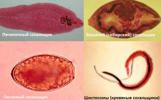 Почему большинство плоских червей внутренние паразиты других животных