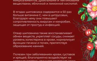 Полезные свойства отвара из шиповника для лечения и профилактики различных заболеваний