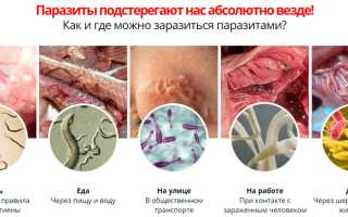 Схема лечения аскаридоза у взрослых и отзывы
