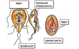 Как выглядят лямблии у человека: внутреннее и внешнее строение лямблий