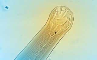 Анкилостомы у кошек: симптомы, методы лечения, лучшие препараты