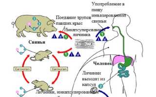 Что может быть источником заражения человека трихинеллезом, причины заражения