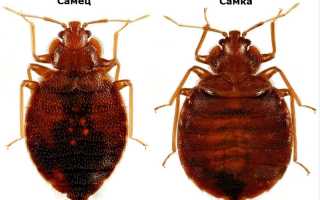 Cimicidae: жизненный цикл, описание, какие заболевания вызывает