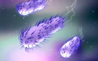 Enterobacter agglomerans (энтеробактер): описание, жизненный цикл, какие болезни вызывает